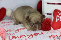 Cocoa "Butter", a male Frenchton for sale in Sioux Falls, SD – Photo 2 of 3