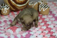 Cocoa "Butter", a male Frenchton for sale in Sioux Falls, SD – Photo 3 of 3