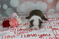 Neptune, a male Boston Terrier for sale in Sioux Falls, SD – Photo 2 of 3