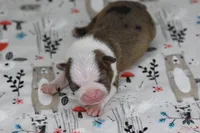 Neptune, a male Boston Terrier for sale in Sioux Falls, SD – Photo 3 of 3