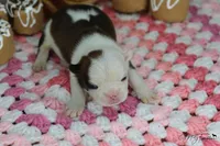 Cocoa "Powder", a male Frenchton for sale in Sioux Falls, SD – Photo 3 of 3