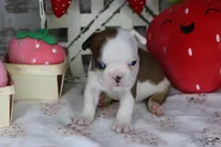 Cocoa "Powder", a male Frenchton for sale in Sioux Falls, SD – Photo 1 of 3