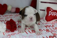 Cocoa "Powder", a male Frenchton for sale in Sioux Falls, SD – Photo 2 of 3