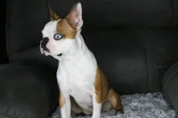 Expecting, a  Boston Terrier for sale in Sioux Falls, SD – Photo 2 of 2