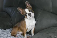 Expecting, a  Boston Terrier for sale in Sioux Falls, SD – Photo 1 of 2