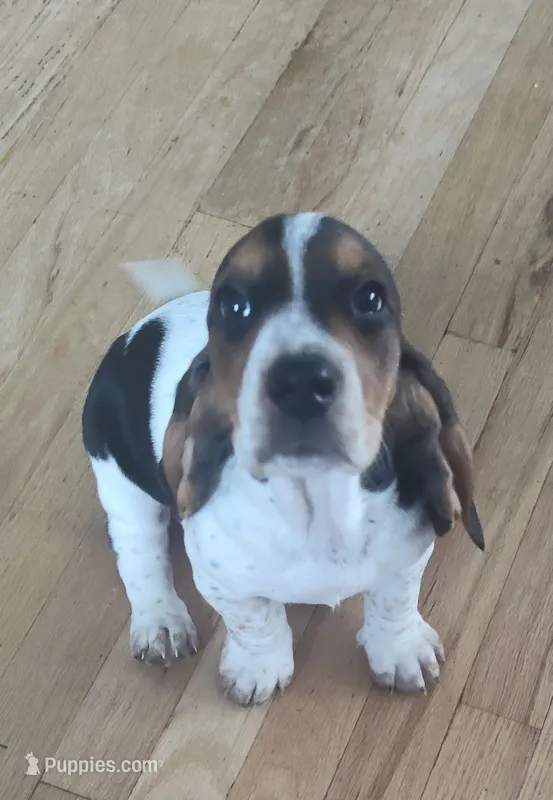 Copper – Basset Hound puppy for sale in Northglenn, CO