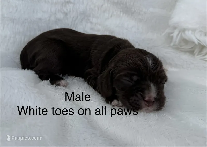 Chocolate cocker – Cocker Spaniel puppy for sale in Mathis, TX
