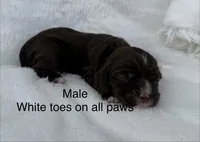 Chocolate cocker, a male Cocker Spaniel for sale in Mathis, TX – 1 of 1
