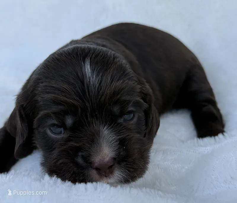 AKC Chocolate cocker – Cocker Spaniel puppy for sale in Mathis, TX