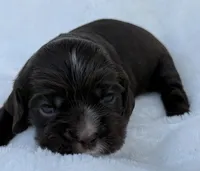 AKC Chocolate cocker, a male Cocker Spaniel for sale in Mathis, TX – 1 of 4