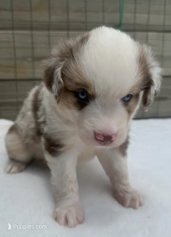 Red Merle Male (Possible Toy/small mini) – Miniature Australian Shepherd puppy for sale in Mathis, TX
