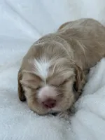 AKC Light red cocker, a male Cocker Spaniel for sale in Mathis, TX – 4 of 4
