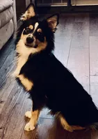 Brady, a male Miniature Australian Shepherd for sale in Mathis, TX – 1 of 1