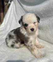 Mini Aussie, a female Miniature Australian Shepherd for sale in Mathis, TX – Photo 4 of 4
