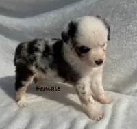 Mini Aussie, a female Miniature Australian Shepherd for sale in Mathis, TX – Photo 1 of 4