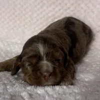 Cocker female, a female Cocker Spaniel for sale in Mathis, TX – Photo 5 of 6