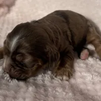 Cocker female, a female Cocker Spaniel for sale in Mathis, TX – Photo 2 of 6