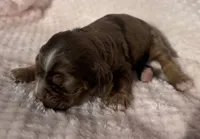 Cocker female, a female Cocker Spaniel for sale in Mathis, TX – Photo 2 of 6