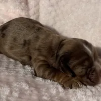 Cocker female, a female Cocker Spaniel for sale in Mathis, TX – Photo 3 of 6