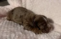 Cocker female, a female Cocker Spaniel for sale in Mathis, TX – Photo 3 of 6