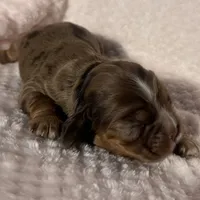 Cocker female, a female Cocker Spaniel for sale in Mathis, TX – Photo 4 of 6