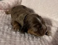 Cocker female, a female Cocker Spaniel for sale in Mathis, TX – Photo 4 of 6