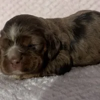 Cocker female, a female Cocker Spaniel for sale in Mathis, TX – Photo 6 of 6