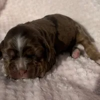 Cocker female, a female Cocker Spaniel for sale in Mathis, TX – Photo 1 of 6