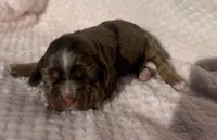 Cocker female, a female Cocker Spaniel for sale in Mathis, TX – Photo 1 of 6