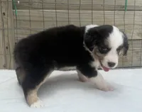 Minimal Merle Female, a female Miniature Australian Shepherd for sale in Mathis, TX – 3 of 6