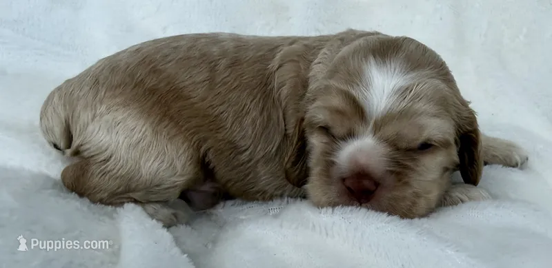 AKC Light red cocker – Cocker Spaniel puppy for sale in Mathis, TX
