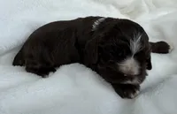 AKC Cocker spaniel male, a male Cocker Spaniel for sale in Mathis, TX – 3 of 4