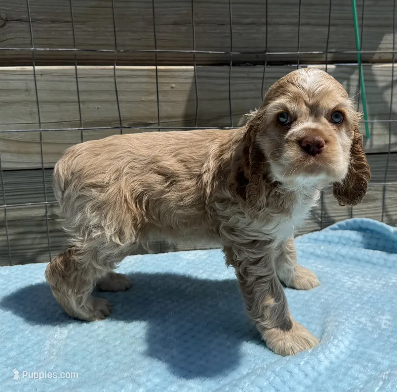 AKC cocker (Buff colored) – Cocker Spaniel puppy for sale in Mathis, TX