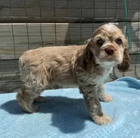 AKC cocker (Buff colored), a male Cocker Spaniel for sale in Mathis, TX – 1 of 10