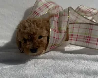 Miniature poodle, a female Poodle - Miniature  for sale in Mathis, TX – Photo 8 of 8