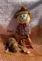 Miniature poodle, a female Poodle - Miniature  for sale in Mathis, TX – Photo 5 of 8