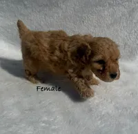 Miniature poodle, a female Poodle - Miniature  for sale in Mathis, TX – Photo 2 of 8