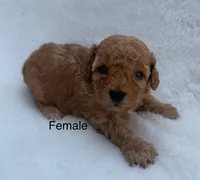 Miniature poodle, a female Poodle - Miniature  for sale in Mathis, TX – Photo 3 of 8