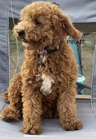 Miniature poodle, a female Poodle - Miniature  for sale in Mathis, TX – Photo 6 of 8