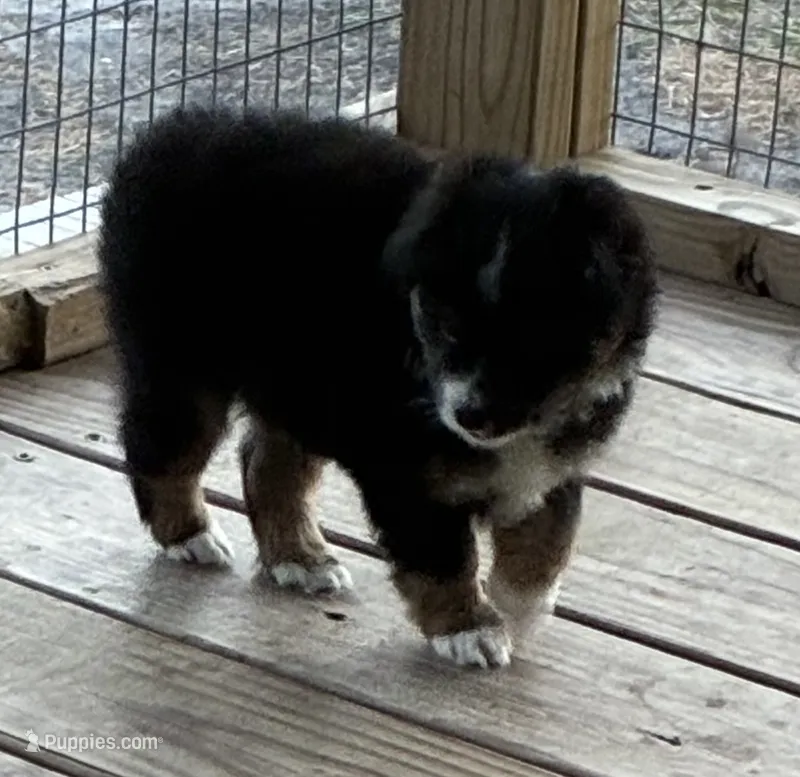 BTM – Toy Australian Shepherd puppy for sale in Mathis, TX