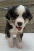Minimal Merle Female, a female Miniature Australian Shepherd for sale in Mathis, TX – 6 of 6