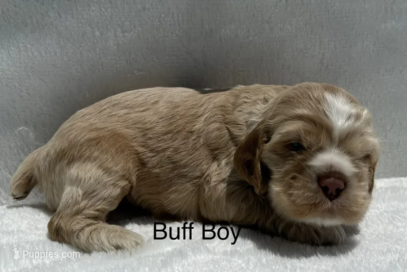 AKC cocker (Buff colored) – Cocker Spaniel puppy for sale in Mathis, TX