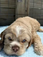 AKC cocker (Buff colored), a male Cocker Spaniel for sale in Mathis, TX – 7 of 10