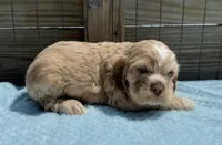 AKC cocker (Buff colored), a male Cocker Spaniel for sale in Mathis, TX – 9 of 10