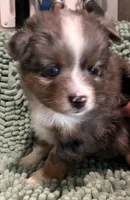 Blue merle, a male Toy Australian Shepherd for sale in Mathis, TX – 2 of 4