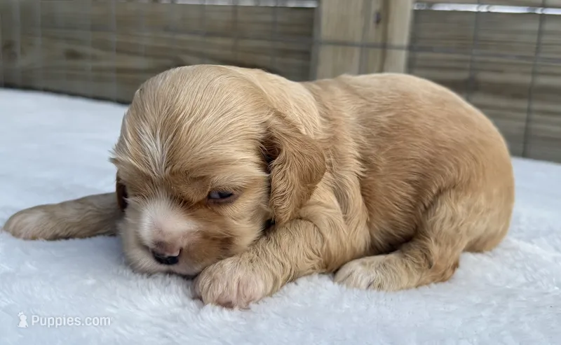 AKC buff w/speckled nose – Cocker Spaniel puppy for sale in Mathis, TX