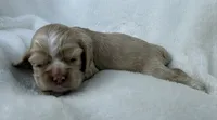 AKC Buff cocker, a male Cocker Spaniel for sale in Mathis, TX – 3 of 4