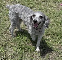 Bonita, a female Poodle - Miniature  for sale in Mathis, TX – 5 of 5