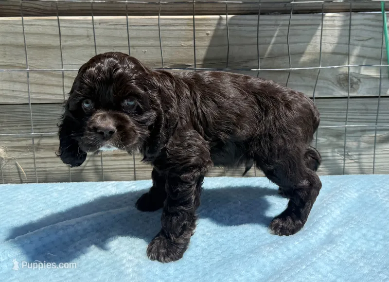 AKC Chocolate cocker – Cocker Spaniel puppy for sale in Mathis, TX