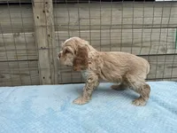 AKC cocker (Buff colored), a male Cocker Spaniel for sale in Mathis, TX – 4 of 10